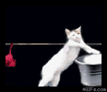 Funny cats doing laundry gif - Random funny memes and pics @PMSLweb.com