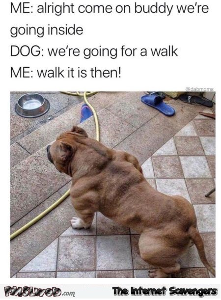 Dog decides that it's time for a walk funny meme @PMSLweb.com