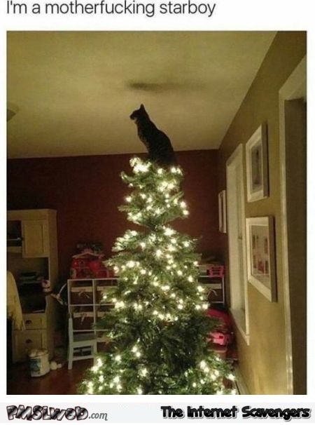 I'm a motherfucking starboy funny sarcastic Christmas cat meme @PMSLweb.com