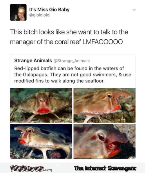 This fish looks like she wants to speak to the manager humor - Humorous memes and pics @PMSLweb.com