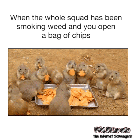 When the whole squad has been smoking weed funny gif @PMSLweb.com
