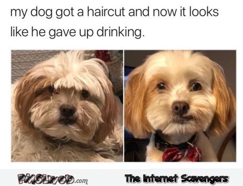 My dog looks like he gave up drinking funny meme @PMSLweb.com