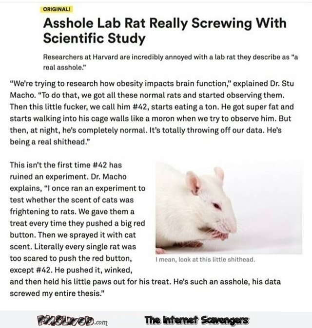 Funny asshole lab rat sarcastic humor @PMSLweb.com