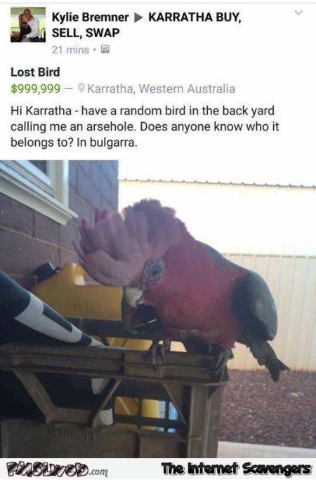 Lost bird is calling me an asshole funny post - Hilarious memes and pics @PMSLweb.com