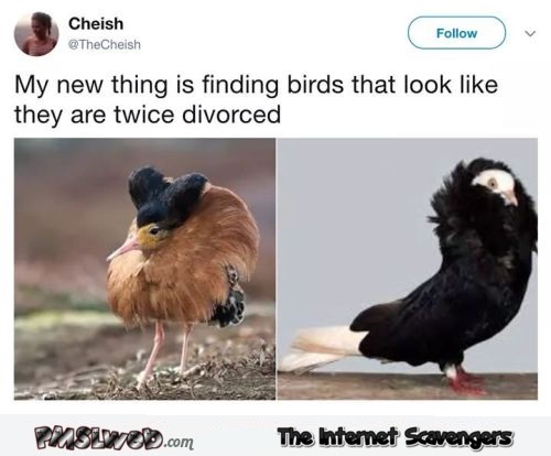 Birds that look like they are twice divorced funny tweet @PMSLweb.com