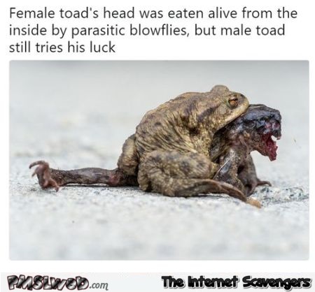 Male toad still tries his luck funny meme - Hilarious memes and pics @PMSLweb.com