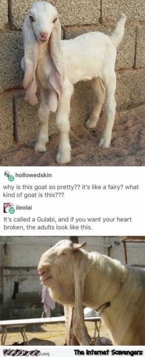 Funny gulabi goat post