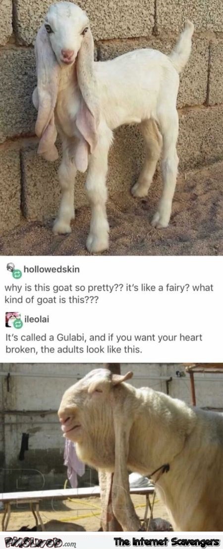 Funny gulabi goat post @PMSLweb.com