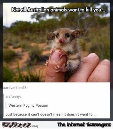 Not all Australian animals want to kill you funny comment @PMSLweb.com