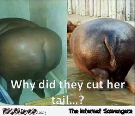 Why did they cut her tail funny adult meme @PMSLweb.com