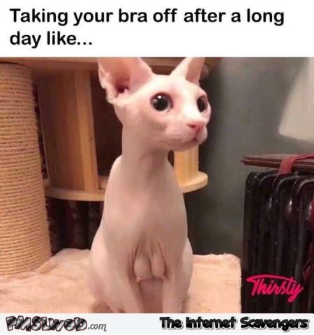 Taking your bra off after a long day funny cat meme - Funny Friday YLYL @PMSLweb.com
