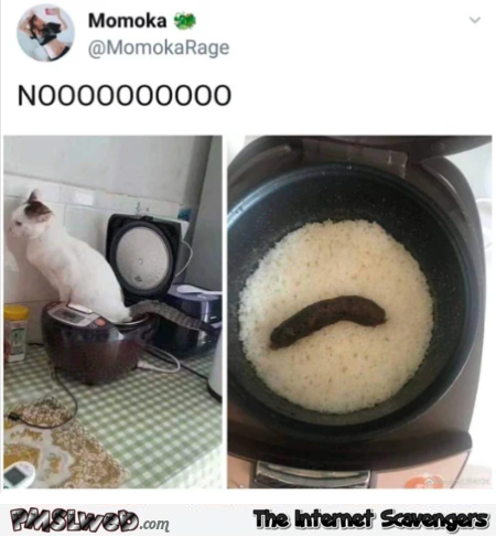 Cat shits in my rice funny tweet