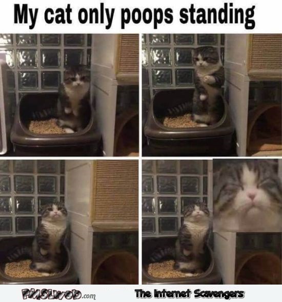 My cat only poops standing funny meme