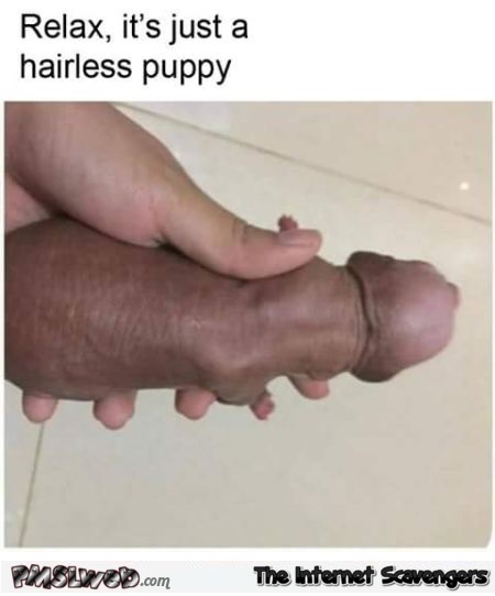 Relax, it's just a hairless puppy funny adult meme