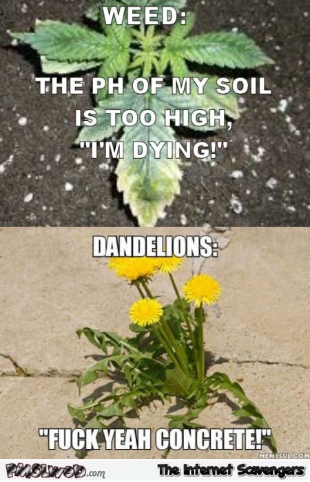 Weed versus Dandelions funny meme - Hilarious Internet BS @PMSLweb.com