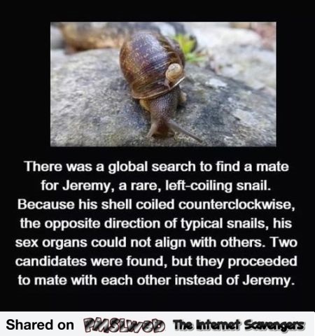 Finding a mate for Jeremy the snail humor @PMSLweb.com