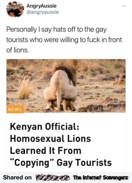 Funny homosexual lion comment - Hilarious memes and Internet nonsense @PMSLweb.com