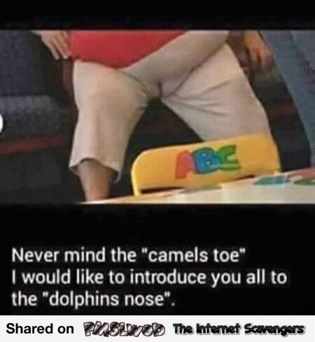 I would like to introduce you to the dolphin's nose funny meme