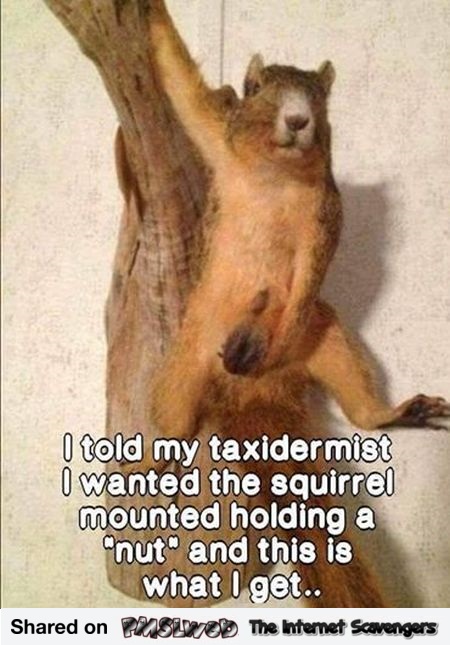 Funny taxidermist squirrel prank @PMSLweb.com