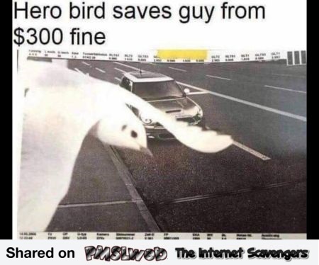 Hero bird saves guy from fine funny meme